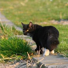 Blanding af racer Figaro