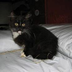 Blanding af racer Figaro