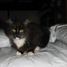 Blanding af racer Figaro