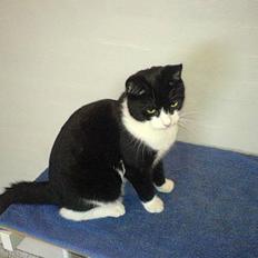 Huskat Elvis. død d. 2. aug - 08