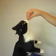 Huskat Elvis. død d. 2. aug - 08