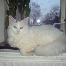 Blanding af racer Figaro