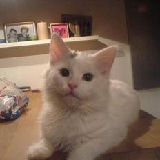 Blanding af racer Figaro