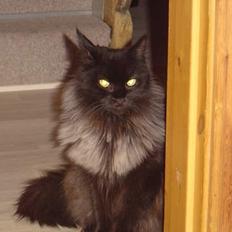 Maine Coon Alabama