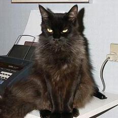 Maine Coon Alabama