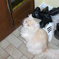 Norsk Skovkat stampe (DØD)