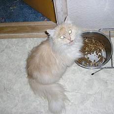 Norsk Skovkat stampe (DØD)