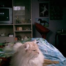 Norsk Skovkat stampe (DØD)