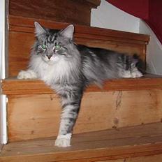 Maine Coon Zain Marquis Diavolo