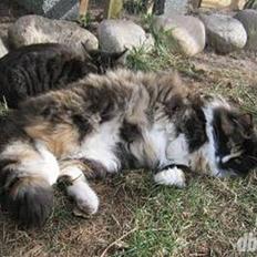 Norsk Skovkat Ronja *død*