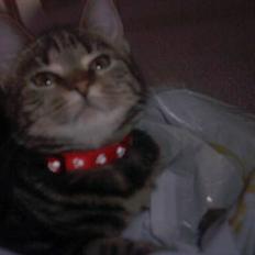 Blanding af racer bette mis *død*