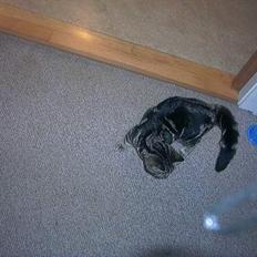 Blanding af racer bette mis *død*