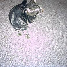 Blanding af racer bette mis *død*