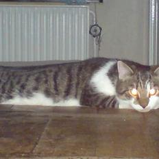 Blanding af racer charlie