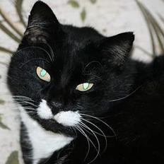 Blanding af racer Sylle *RIP*