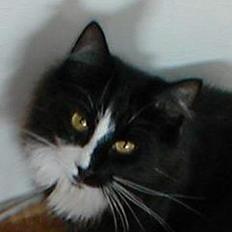 Norsk Skovkat Tantus KitKat Død den 11-10-2011