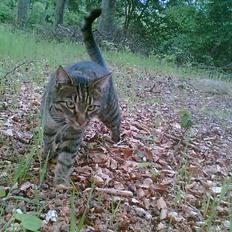 Blanding af racer Chubbc