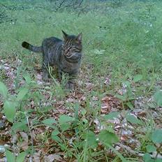 Blanding af racer Chubbc