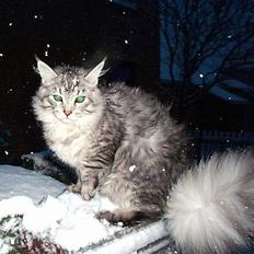Maine Coon Gizmo