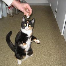 Blanding af racer Kisser