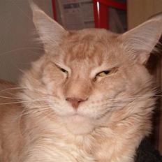 Maine Coon Max