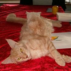 Maine Coon Max