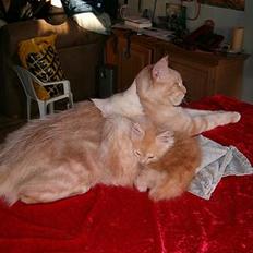 Maine Coon Max