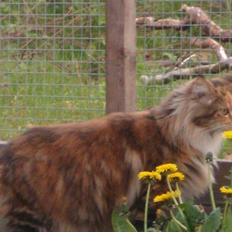 Maine Coon Lilo ( har født 4 )
