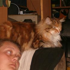 Maine Coon Lilo ( har født 4 )