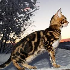 Bengal Leopardette´s Leo
