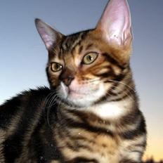 Bengal Leopardette´s Leo
