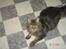 Maine Coon Nicka (DØD)