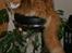 Maine Coon IC President of Koi Pond