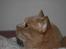 British Shorthair Kasae's Donnovan