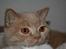 British Shorthair Kasae's Donnovan