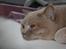 British Shorthair Kasae's Donnovan