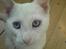 Blanding af racer NimNim R.I.P