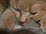 British Shorthair Kasae's Donnovan
