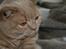 British Shorthair Kasae's Donnovan