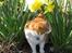 Huskat Oliver