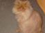 Perser gismo - se hvor smuk morrrrrrrr har gjort mig 