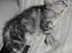 Maine Coon Stribby - Stribby i dyb søvn..