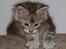 Maine Coon Stribby - Kravler lige en tur i Morfar´s gamle stol..