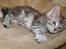 Maine Coon Stribby - 6 uger og tar lige en slapper.