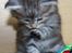 Maine Coon Stribby - Sikke flotte poter jeg har, tænker Stribby.