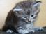 Maine Coon Stribby - En meget træt lille fyr.