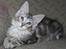 Maine Coon Stribby - 11 uger og nuttet.