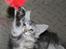 Maine Coon Stribby - Gi mig en så !!