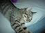 Blanding af racer Sprut - Zzzzzzz