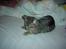 Blanding af racer Sprut - Zzzzzzzz